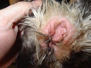 Dog Ear Tumor