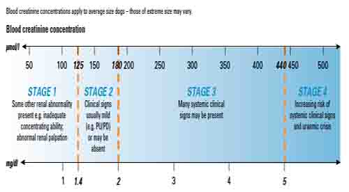 Canine Kidney Failure Support And Treatment