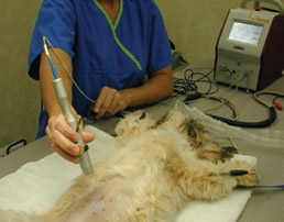 Dog Laser Treatment for Arthritis, Pain and Wound Care