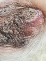 Dry Skin Sore on Dog Leg