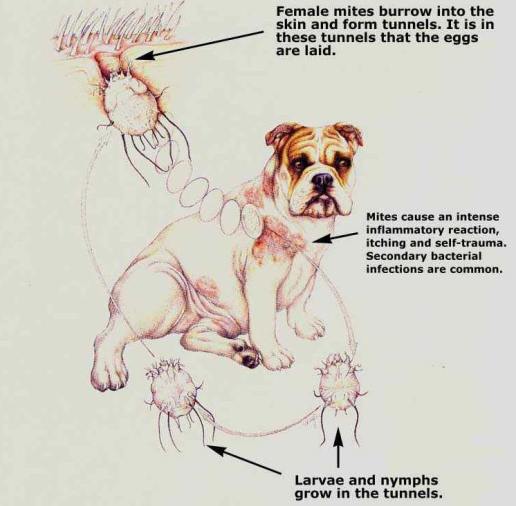 Treatment of Mange Mites: Dog Home and Prescription Remedies