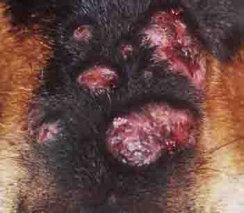 what causes bacterial skin infections in dogs