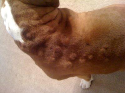 dog hives bumps treatment broke under health palms neck guide