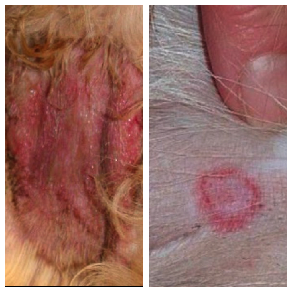 ringworm in dogs paws