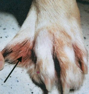 Swollen Dog Paw And Toe Bumps Pictures And Tips