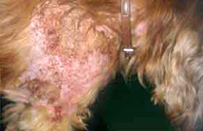 Scabies Bites On Dogs