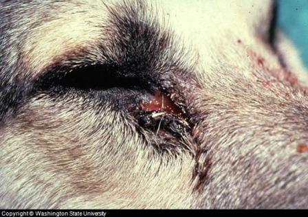 is a dog eye infection contagious