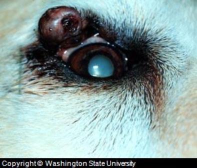 what does it mean when a dog has a bump on its eyelid