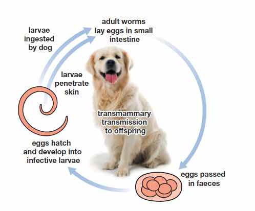 Have Worms In Puppy Poop? | How to Identify & Treat Worms - Free eBook