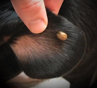Tick Bite Bump On Dog