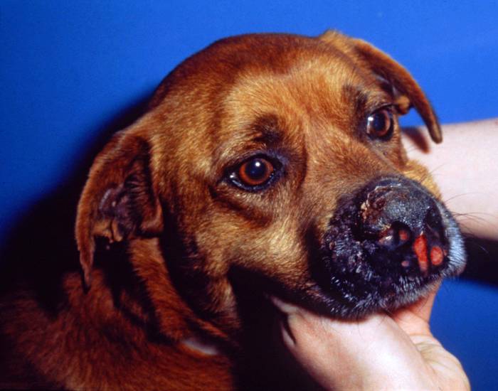 can lomustine cause ulcers in dogs