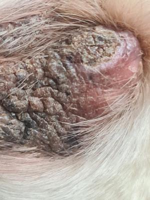 Dry Skin Sore on Dog Leg