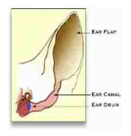 Dog Ear Anatomy - Diagram 1