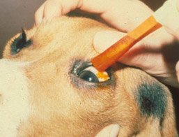 can eye ulcers in dogs cause blindness