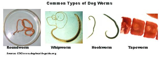 what are flat white worms in dog poop