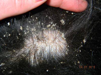 my dog has dry skin and hair loss