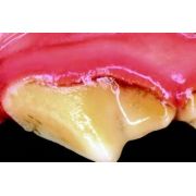 Treating dog gum disease at outlet home