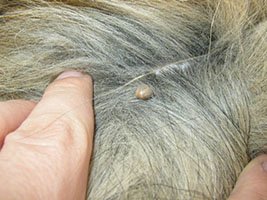 do ticks burrow under the skin of dogs